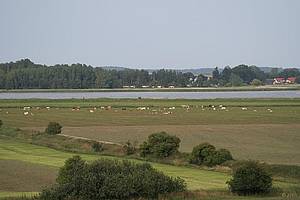 wiesen